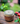 BBQ Rub - Blue Berries